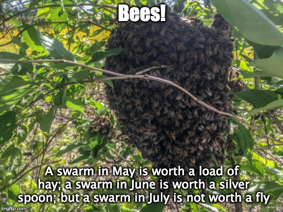 Bees! A swarm in May is worth a load of hay; a swarm in June is worth a silver spoon; but a swarm in July is not worth a fly | image tagged in bees,farmer,farm,lore,hay | made w/ Imgflip meme maker