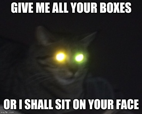 GIVE ME ALL YOUR BOXES; OR I SHALL SIT ON YOUR FACE | image tagged in cats,scary | made w/ Imgflip meme maker