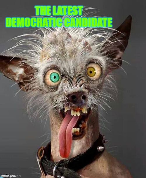 Crazy Dog | THE LATEST DEMOCRATIC CANDIDATE | image tagged in crazy dog | made w/ Imgflip meme maker