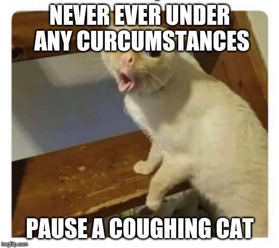 Coughing Cat | NEVER EVER UNDER ANY CURCUMSTANCES; PAUSE A COUGHING CAT | image tagged in coughing cat | made w/ Imgflip meme maker