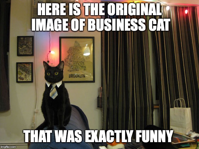 Original Business Cat | HERE IS THE ORIGINAL IMAGE OF BUSINESS CAT; THAT WAS EXACTLY FUNNY | image tagged in business cat,memes,cats | made w/ Imgflip meme maker