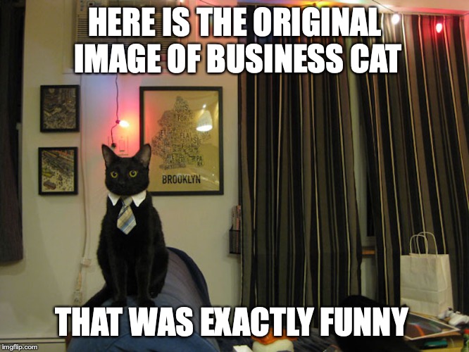 Business Cat Meme Generator - Imgflip