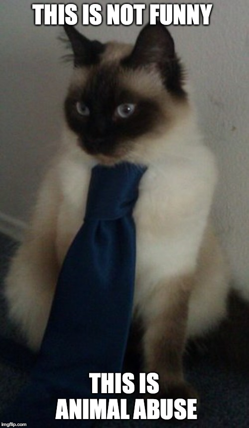Boring Business Cat | THIS IS NOT FUNNY; THIS IS ANIMAL ABUSE | image tagged in business cat,memes,cats | made w/ Imgflip meme maker