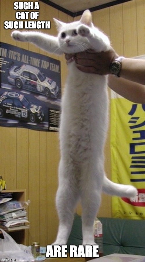 Longcat | SUCH A CAT OF SUCH LENGTH; ARE RARE | image tagged in longcat,cats,memes | made w/ Imgflip meme maker