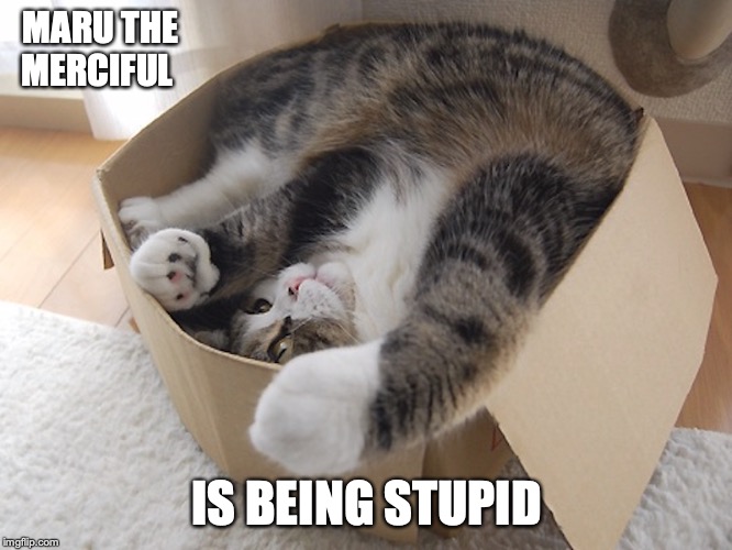Maru in a Box | MARU THE MERCIFUL; IS BEING STUPID | image tagged in maru,box,memes,cats | made w/ Imgflip meme maker