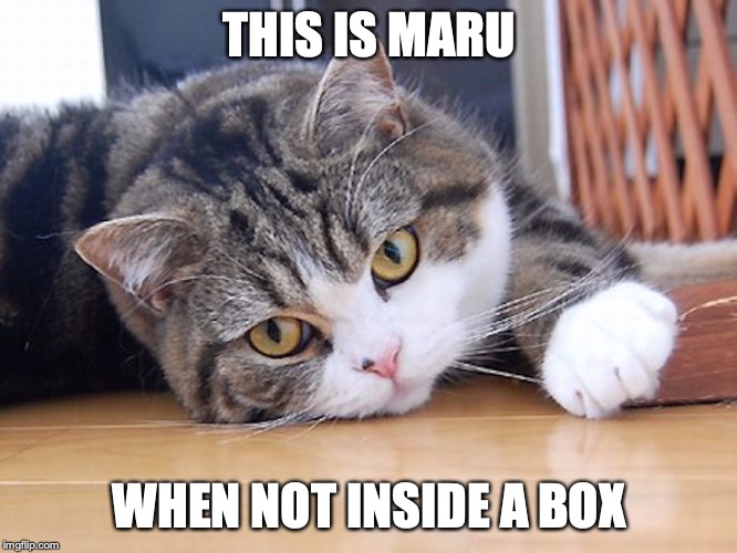 Bored Maru | THIS IS MARU; WHEN NOT INSIDE A BOX | image tagged in maru,memes,cats | made w/ Imgflip meme maker