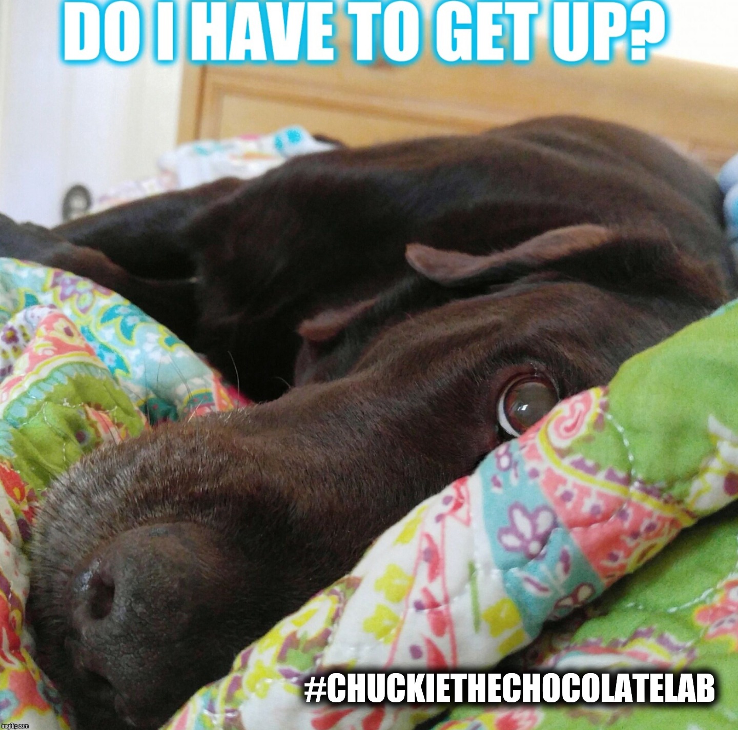 Do I have to get up? | #CHUCKIETHECHOCOLATELAB | image tagged in chuckie the chocolate lab,tired,dogs,funny,monday mornings,memes | made w/ Imgflip meme maker