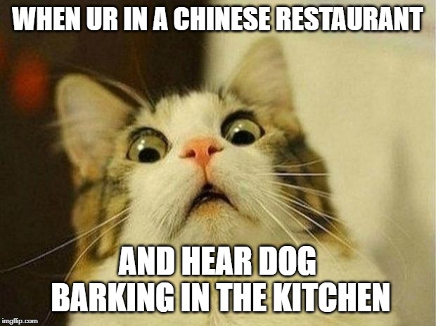 Scared Cat Meme | WHEN UR IN A CHINESE RESTAURANT; AND HEAR DOG BARKING IN THE KITCHEN | image tagged in memes,scared cat | made w/ Imgflip meme maker