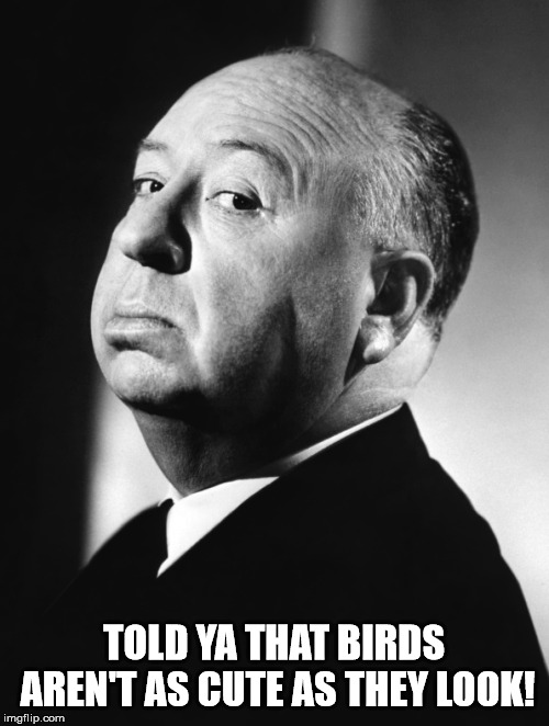 Alfred Hitchcock | TOLD YA THAT BIRDS AREN'T AS CUTE AS THEY LOOK! | image tagged in alfred hitchcock | made w/ Imgflip meme maker