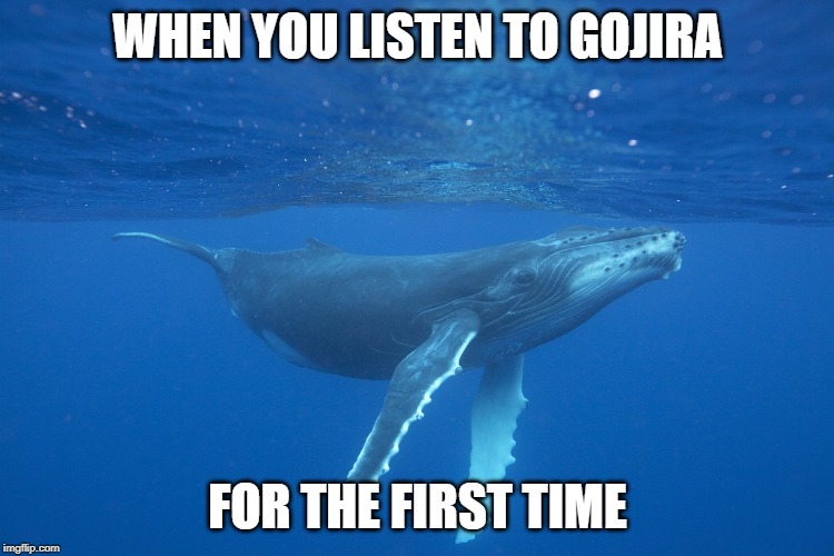 NOW I CAN SEE THE WHAAAAALES! | WHEN YOU LISTEN TO GOJIRA; FOR THE FIRST TIME | image tagged in funny,memes,whales,gojira | made w/ Imgflip meme maker