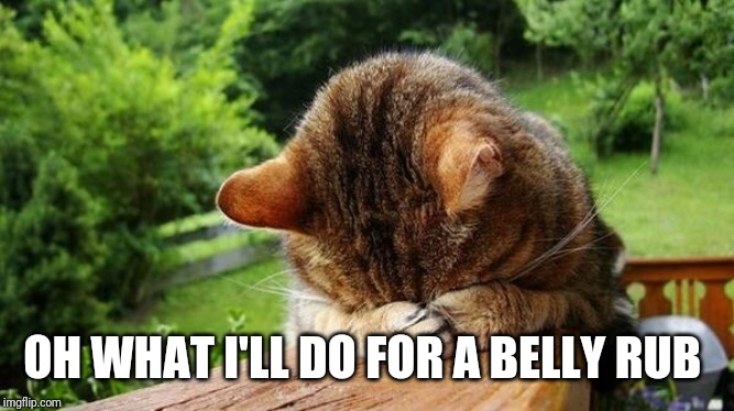 Embarrassed Cat | OH WHAT I'LL DO FOR A BELLY RUB | image tagged in embarrassed cat | made w/ Imgflip meme maker