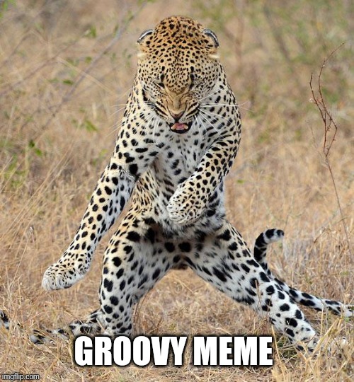 Leopard Dancing | GROOVY MEME | image tagged in leopard dancing | made w/ Imgflip meme maker