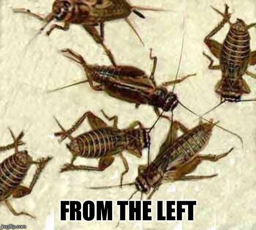 Crickets | FROM THE LEFT | image tagged in crickets | made w/ Imgflip meme maker