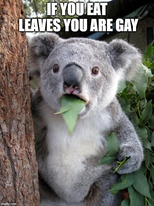 Surprised Koala | IF YOU EAT LEAVES YOU ARE GAY | image tagged in memes,surprised koala | made w/ Imgflip meme maker