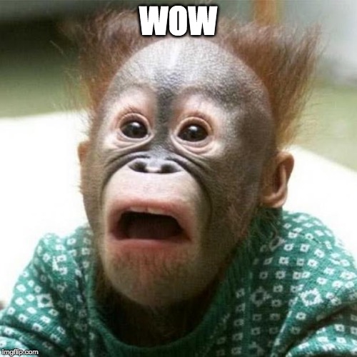Shocked Monkey | WOW | image tagged in shocked monkey | made w/ Imgflip meme maker