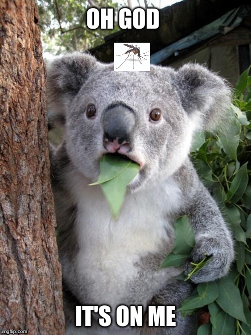 Surprised Koala | OH GOD; IT'S ON ME | image tagged in memes,surprised koala,mosquito | made w/ Imgflip meme maker