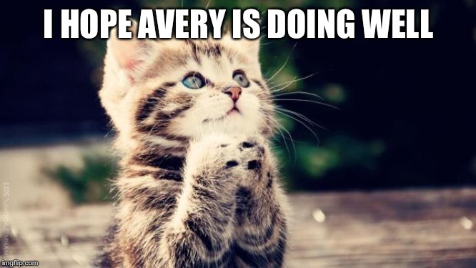 Praying cat | I HOPE AVERY IS DOING WELL | image tagged in praying cat | made w/ Imgflip meme maker
