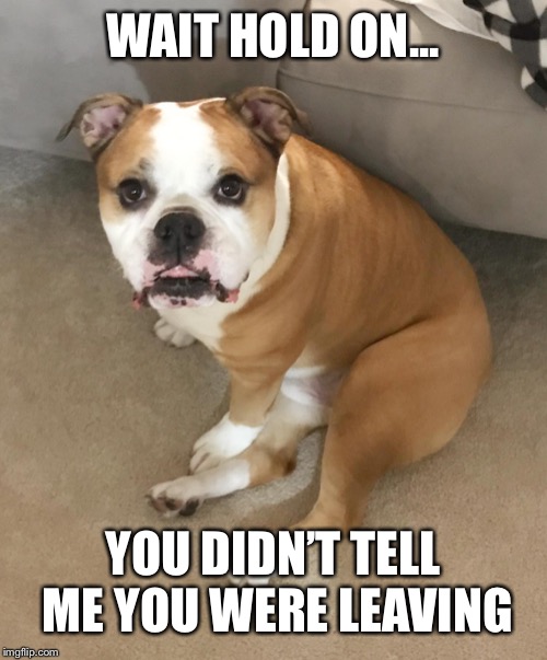 Surprised dog | WAIT HOLD ON... YOU DIDN’T TELL ME YOU WERE LEAVING | image tagged in surprised dog | made w/ Imgflip meme maker