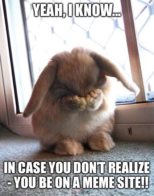 embarrassed bunny | YEAH, I KNOW... IN CASE YOU DON’T REALIZE - YOU BE ON A MEME SITE!! | image tagged in embarrassed bunny | made w/ Imgflip meme maker