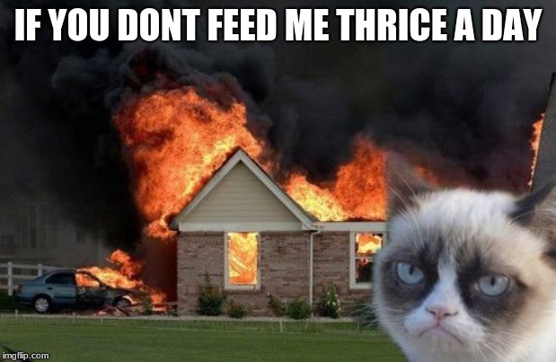 Burn Kitty | IF YOU DONT FEED ME THRICE A DAY | image tagged in memes,burn kitty,grumpy cat | made w/ Imgflip meme maker