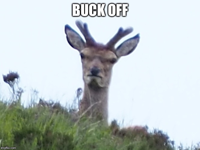 furious deer | BUCK OFF | image tagged in furious deer | made w/ Imgflip meme maker