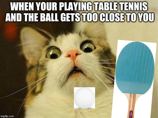 Scared Cat | WHEN YOUR PLAYING TABLE TENNIS AND THE BALL GETS TOO CLOSE TO YOU | image tagged in memes,scared cat | made w/ Imgflip meme maker