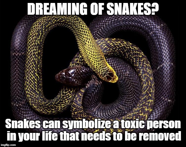 DREAMING OF SNAKES? Snakes can symbolize a toxic person in your life that needs to be removed | image tagged in dreams,snakes,toxic | made w/ Imgflip meme maker