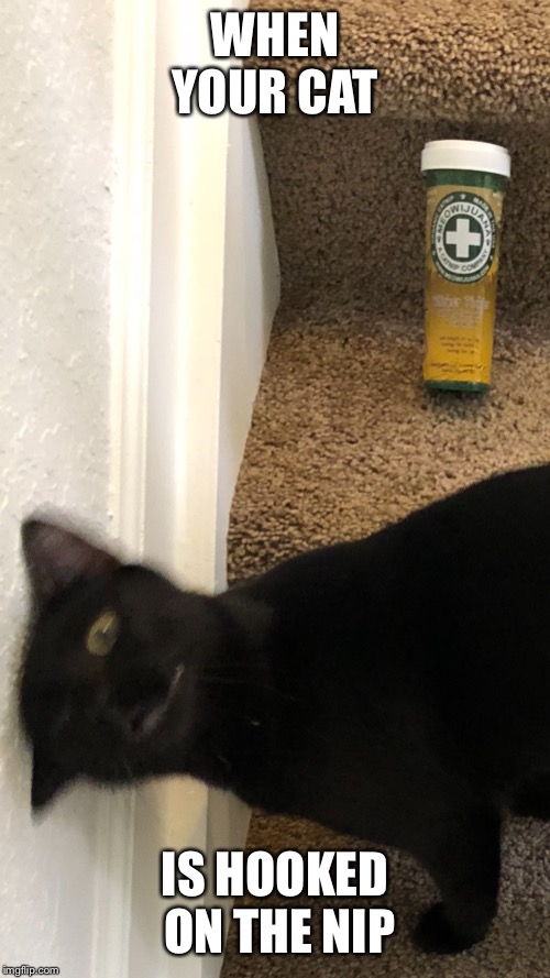 WHEN YOUR CAT; IS HOOKED ON THE NIP | image tagged in meowijuana,catnip,funny cats,cute kittens,pets | made w/ Imgflip meme maker