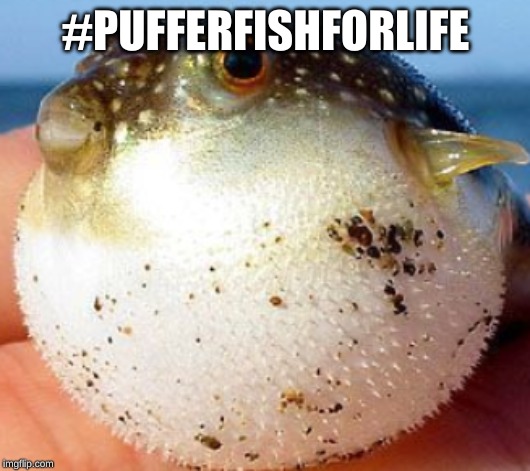 #PUFFERFISHFORLIFE | image tagged in support the pufferfish,random | made w/ Imgflip meme maker