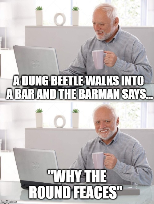 Old man cup of coffee | A DUNG BEETLE WALKS INTO A BAR AND THE BARMAN SAYS... "WHY THE ROUND FEACES" | image tagged in old man cup of coffee | made w/ Imgflip meme maker