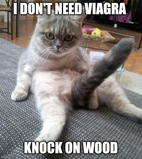 Sexy Cat | I DON'T NEED VIAGRA; KNOCK ON WOOD | image tagged in memes,sexy cat,funny | made w/ Imgflip meme maker