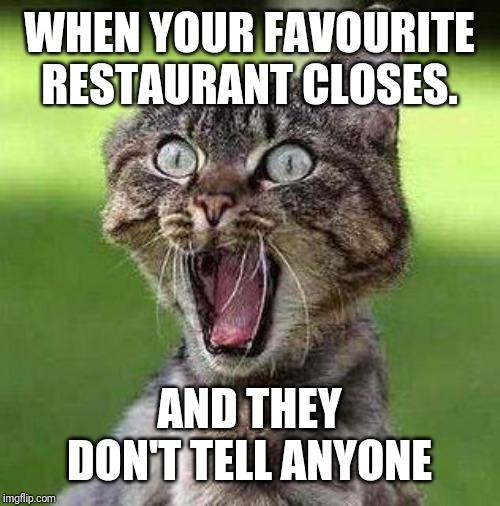 Shocked Cat | WHEN YOUR FAVOURITE RESTAURANT CLOSES. AND THEY DON'T TELL ANYONE | image tagged in shocked cat | made w/ Imgflip meme maker