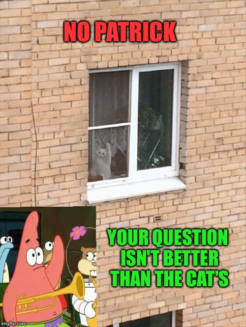 One day Patrick, one day. | NO PATRICK; YOUR QUESTION ISN'T BETTER THAN THE CAT'S | image tagged in no patrick,cats,memes,funny | made w/ Imgflip meme maker