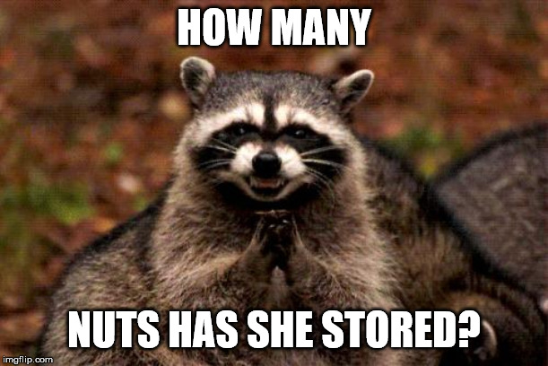 Evil Plotting Raccoon | HOW MANY; NUTS HAS SHE STORED? | image tagged in memes,evil plotting raccoon | made w/ Imgflip meme maker
