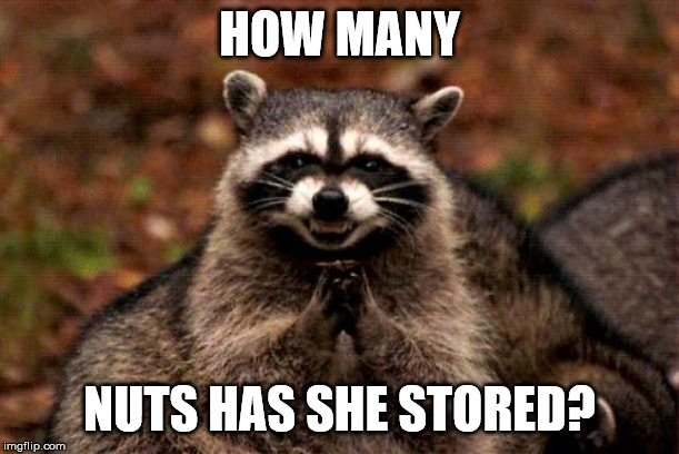 Evil Plotting Raccoon Meme | HOW MANY; NUTS HAS SHE STORED? | image tagged in memes,evil plotting raccoon | made w/ Imgflip meme maker