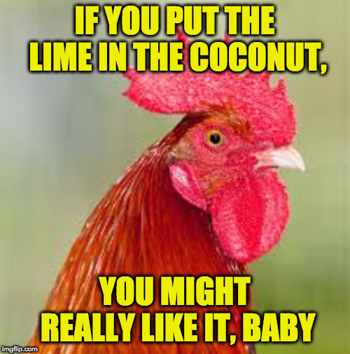 rooster | IF YOU PUT THE LIME IN THE COCONUT, YOU MIGHT REALLY LIKE IT, BABY | image tagged in rooster | made w/ Imgflip meme maker