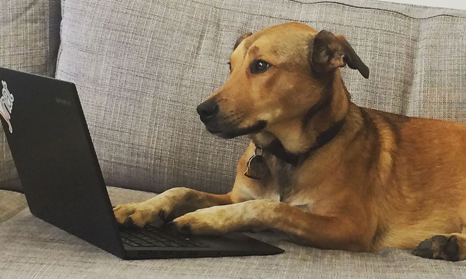 High Quality typing dog at computer Blank Meme Template