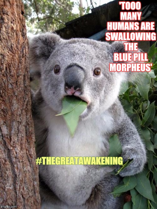 Surprised Koala Meme | 'TOOO MANY HUMANS ARE SWALLOWING THE BLUE PILL MORPHEUS'; #THEGREATAWAKENING | image tagged in memes,surprised koala | made w/ Imgflip meme maker