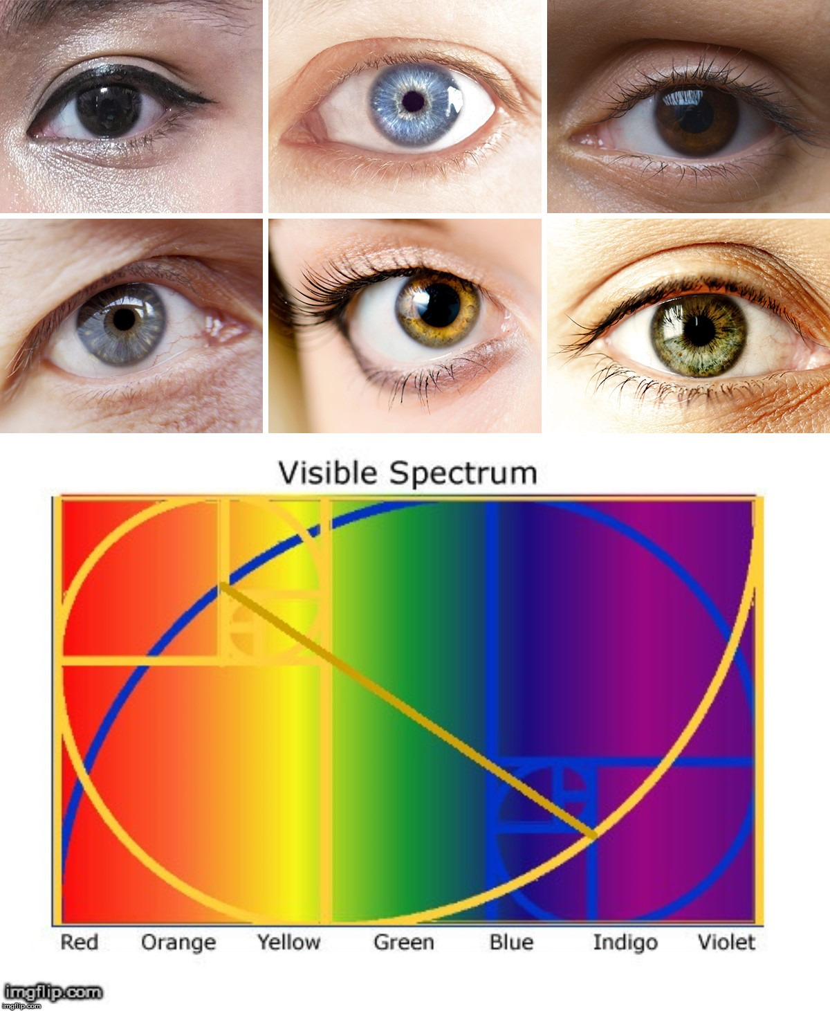 Eye Colors With The Golden Ratio. | image tagged in the golden ratio,eyes,colors,vision,visible spectrum | made w/ Imgflip meme maker