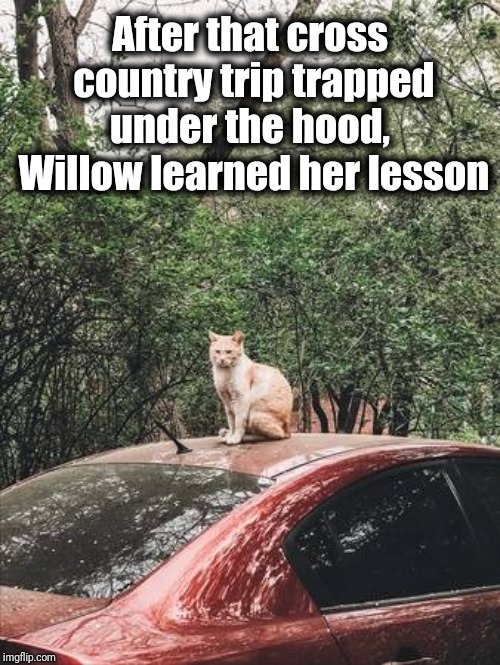 Stay in plain sight where hoomans can see you! :-) | After that cross country trip trapped under the hood,  Willow learned her lesson | image tagged in cats,safety,cute,lol | made w/ Imgflip meme maker