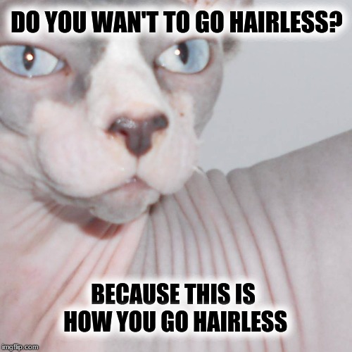 hairless kitty | DO YOU WAN'T TO GO HAIRLESS? BECAUSE THIS IS HOW YOU GO HAIRLESS | image tagged in hairless kitty,hairless,archer,cat meme,smooth,pepperidge farm remembers | made w/ Imgflip meme maker