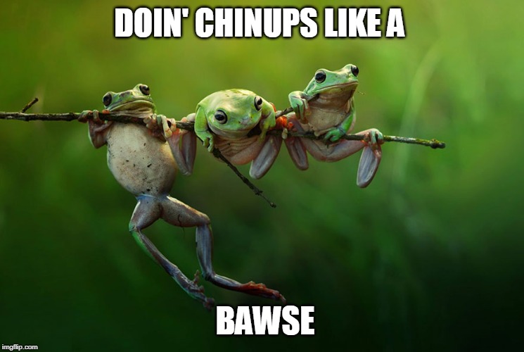 Chinups like a bawse | BAWSE; DOIN' CHINUPS LIKE A | image tagged in frog,funny | made w/ Imgflip meme maker