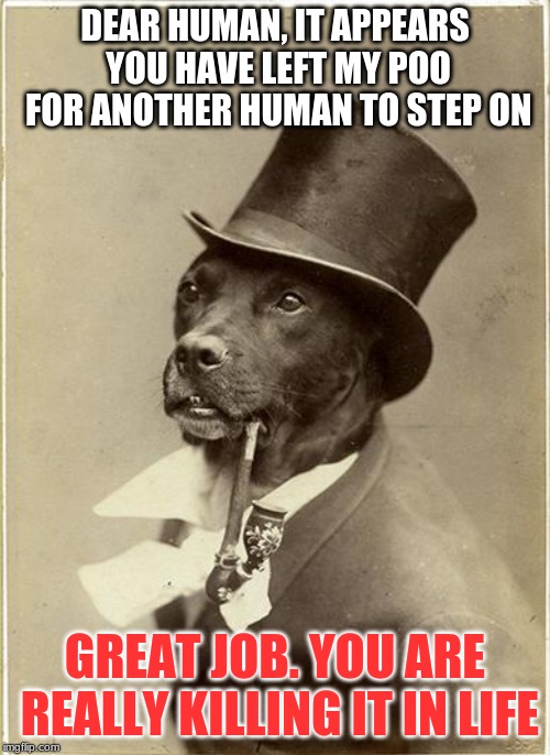 Old Money Dog | DEAR HUMAN, IT APPEARS YOU HAVE LEFT MY POO FOR ANOTHER HUMAN TO STEP ON; GREAT JOB. YOU ARE REALLY KILLING IT IN LIFE | image tagged in old money dog | made w/ Imgflip meme maker