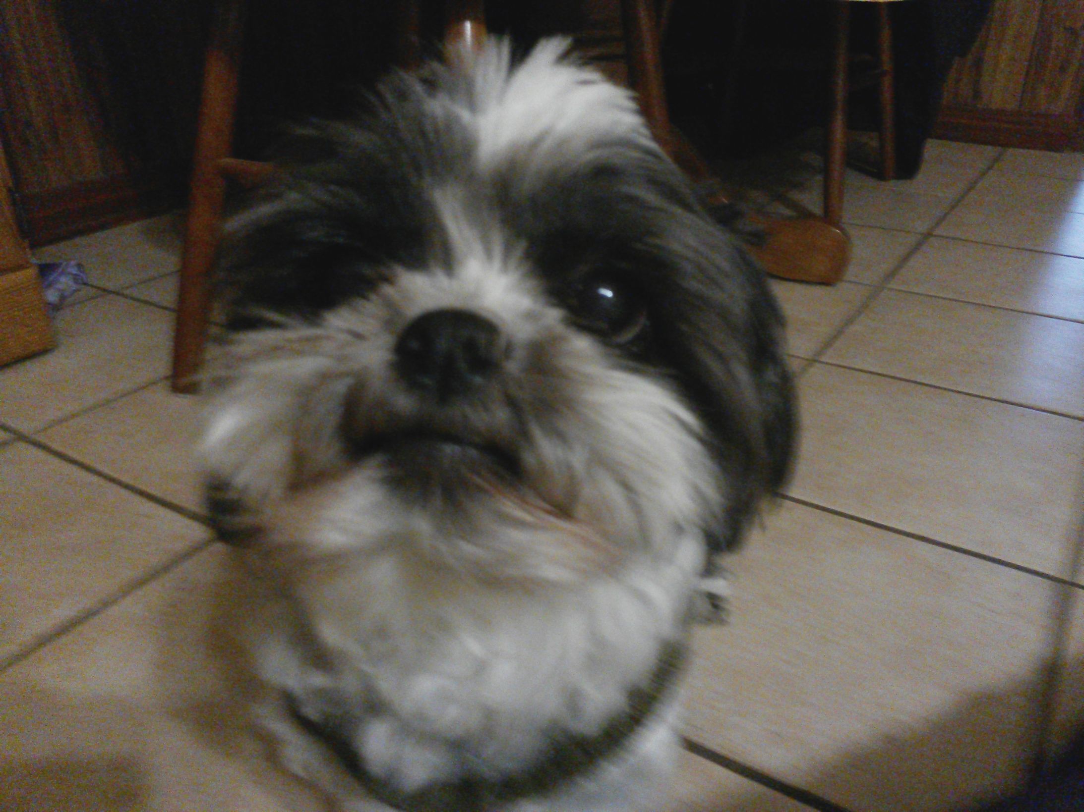 Ling-Ling Says: Blank Template - Imgflip