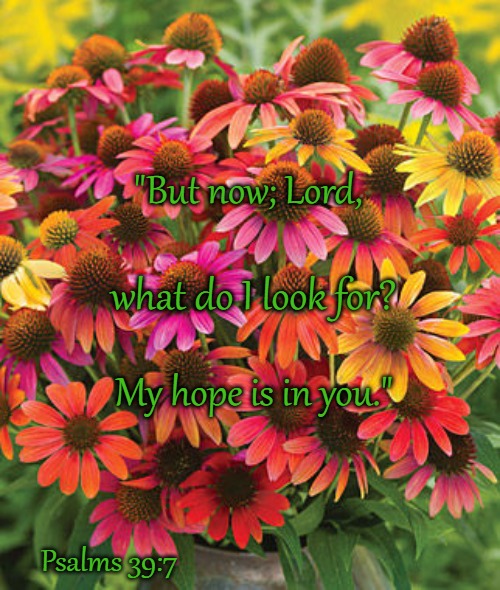 Psalms 39:7 But Now Lord What Do I Look For, My Hope Is In You |  "But now; Lord, what do I look for? My hope is in you."; Psalms 39:7 | image tagged in bible verse,bible,bible quote,holy bible,verse,god | made w/ Imgflip meme maker