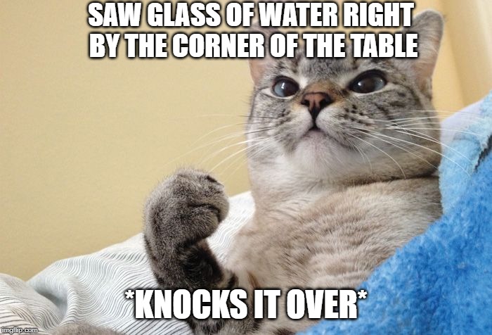 Success Cat | SAW GLASS OF WATER RIGHT BY THE CORNER OF THE TABLE; *KNOCKS IT OVER* | image tagged in success cat | made w/ Imgflip meme maker