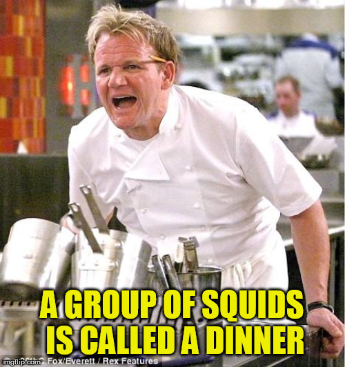 Chef Gordon Ramsay Meme | A GROUP OF SQUIDS IS CALLED A DINNER | image tagged in memes,chef gordon ramsay | made w/ Imgflip meme maker