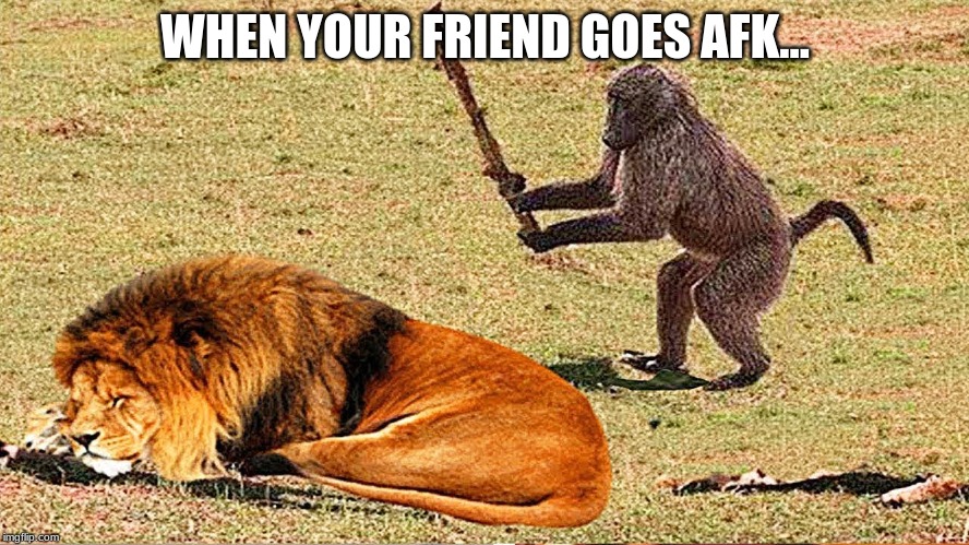 WHEN YOUR FRIEND GOES AFK... | image tagged in animals | made w/ Imgflip meme maker