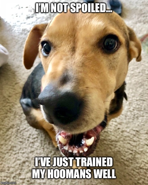 Spoiled dog | I’M NOT SPOILED... I’VE JUST TRAINED MY HOOMANS WELL | image tagged in dog memes,funny dog memes,funny dogs,dog,spoiled | made w/ Imgflip meme maker