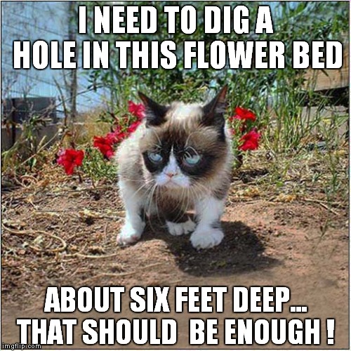 Grumpys Evil Plan | I NEED TO DIG A HOLE IN THIS FLOWER BED; ABOUT SIX FEET DEEP... THAT SHOULD  BE ENOUGH ! | image tagged in cat,grumpy cat | made w/ Imgflip meme maker